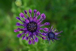 紫色,花,wildfower