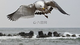 動物,海,海灘