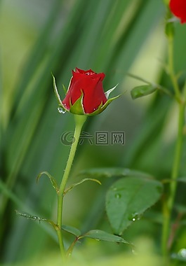紅玫瑰,花,鮮花