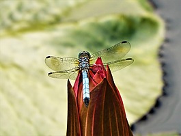 蜻蜓,花,池