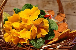 花,報春花,春天的跡象