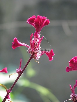 花,紅色,粉紅色