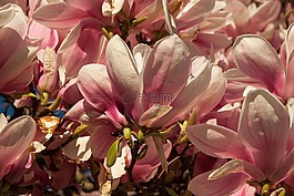 magniolia,花,春天