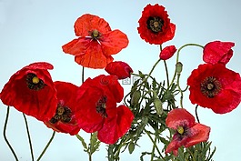 罌粟,klatschmohn,宏