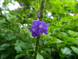 鮮花,花園,野生動植物群