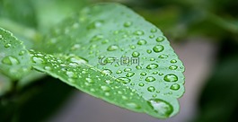 葉子,滴,morgentau