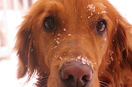 狗,可愛,動物