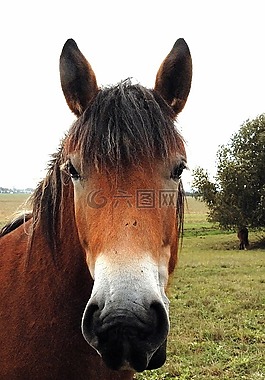 馬,kaltblut,母馬