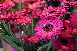 花,gerberer,schnittblume