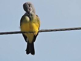 鳥,動物,天空