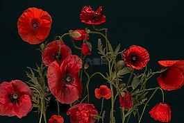 罂粟,klatschmohn,宏