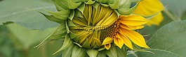 太陽花,黃色,花
