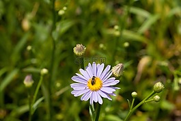 鮮花,bug,7 月