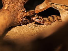 蜥蜴,爬行動物,兩棲類