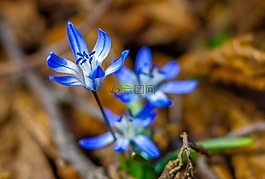 花卉,春,藍(lán)色