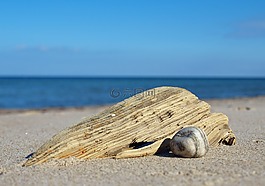 海灘,漂流和貨物,木
