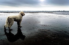 goldendoodle,狗,海滩