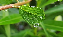 葉,葉子,濕