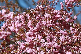 春天,性質(zhì),鮮花