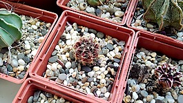 仙人掌,集合,多肉植物