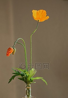 罂粟,罂粟花,花弹簧