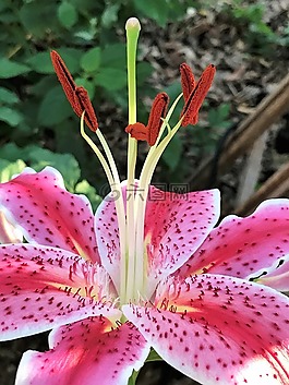 粉红色和紫色的花,礼来公司,盛开