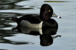 鴨,水禽,鳥