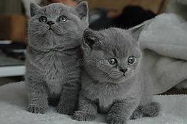 年轻的猫,猫咪,猫