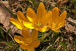 藏紅花,春天,復活節(jié)