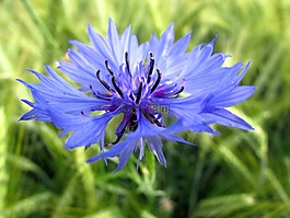 矢車菊,夏季,藍(lán)色