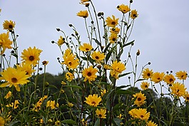 花,黃色的花,花束