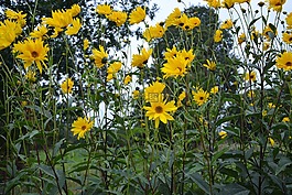黃色的花,花束,開花的植物