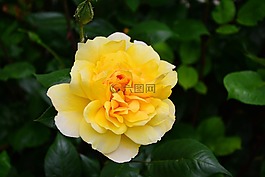 玫瑰,黄玫瑰,开花