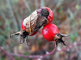 玫瑰果,紅色,貝里