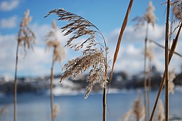 里德,春天,水