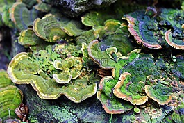 集线器,蘑菇,这种寄生虫