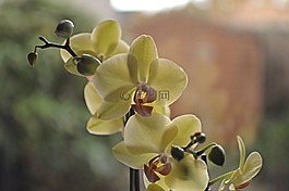 花,自然,植物區(qū)系