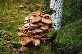 秋季,蘑菇,moss