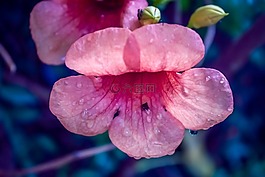 粉紅色,藍色,花