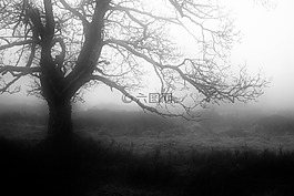 霧,秋季,神秘