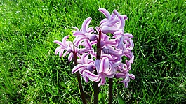 風(fēng)信子,花,自然
