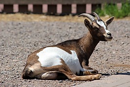 動物,山羊,動物園