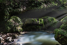 森林,湖,巖