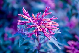 粉紅色,藍(lán)色,鮮花