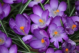 藏紅花,花,紫