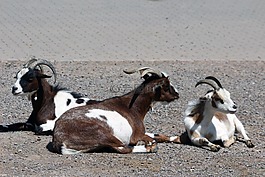 山羊,動(dòng)物園,動(dòng)物