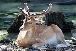獐鹿,動物園,赫爾