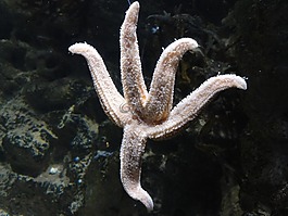星魚,海星,海上生活