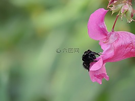 赫梅爾,開花,花蜜