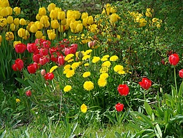 鮮花,郁金香,花壇
